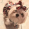 accessory, adorable, animal, bow, close_up, companion, costume, cute, decorative_clothing, dog, domestic, dress, fluffy, indoor, looking_up, pet, portrait, small_dog, tile_floor, white_fur