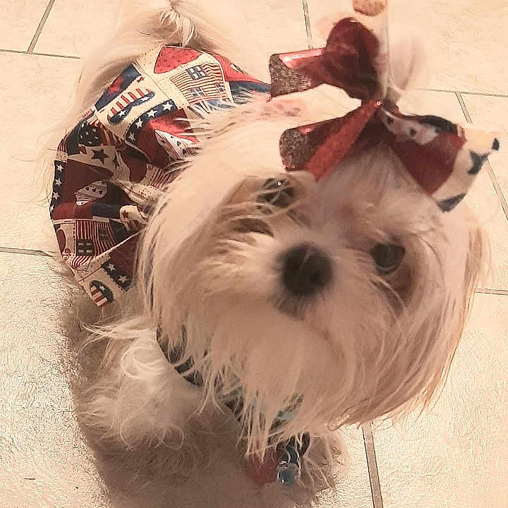 Nashua joined the competition — help win amazing prizes! accessory, adorable, animal, bow, close_up, companion, costume, cute, decorative_clothing, dog, domestic, dress, fluffy, indoor, looking_up, pet, portrait, small_dog, tile_floor, white_fur