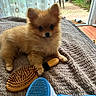 dog, puppy, pomeranian, fluffy, small_dog, brown_fur, sitting, portrait, pet, grooming, hairbrush, brush, blanket, indoor, home, patio, plants, window, cute, animal