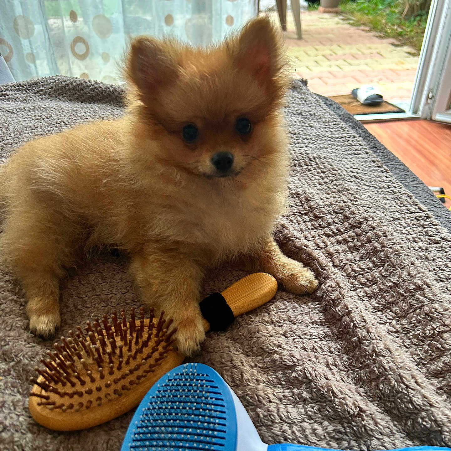 Bowie participe au concours pour gagner de l'argent avec cette photo : dog, puppy, pomeranian, fluffy, small_dog, brown_fur, sitting, portrait, pet, grooming, hairbrush, brush, blanket, indoor, home, patio, plants, window, cute, animal