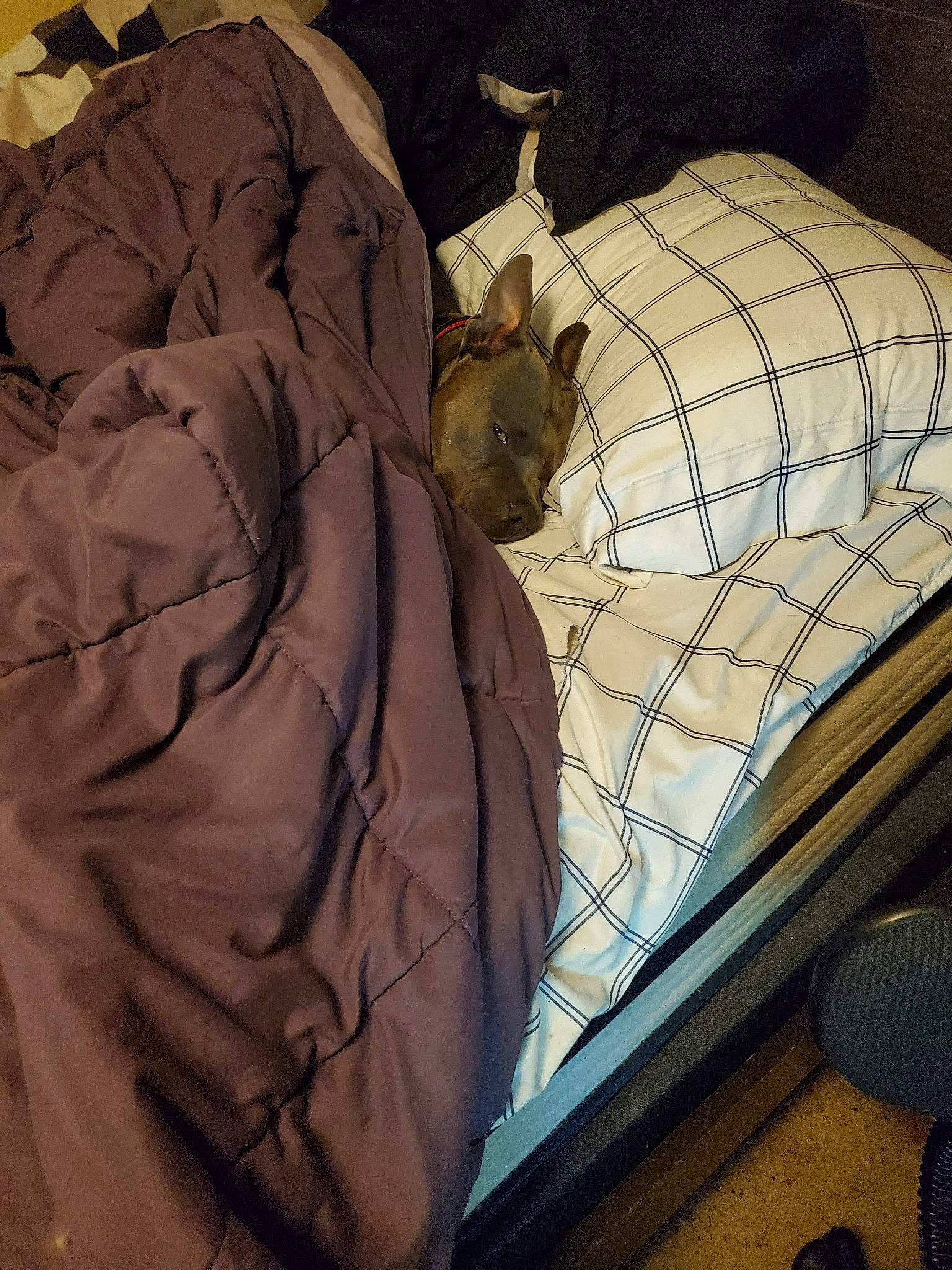 Loki joined the competition — help win amazing prizes! art, fawn, tints_and_shades