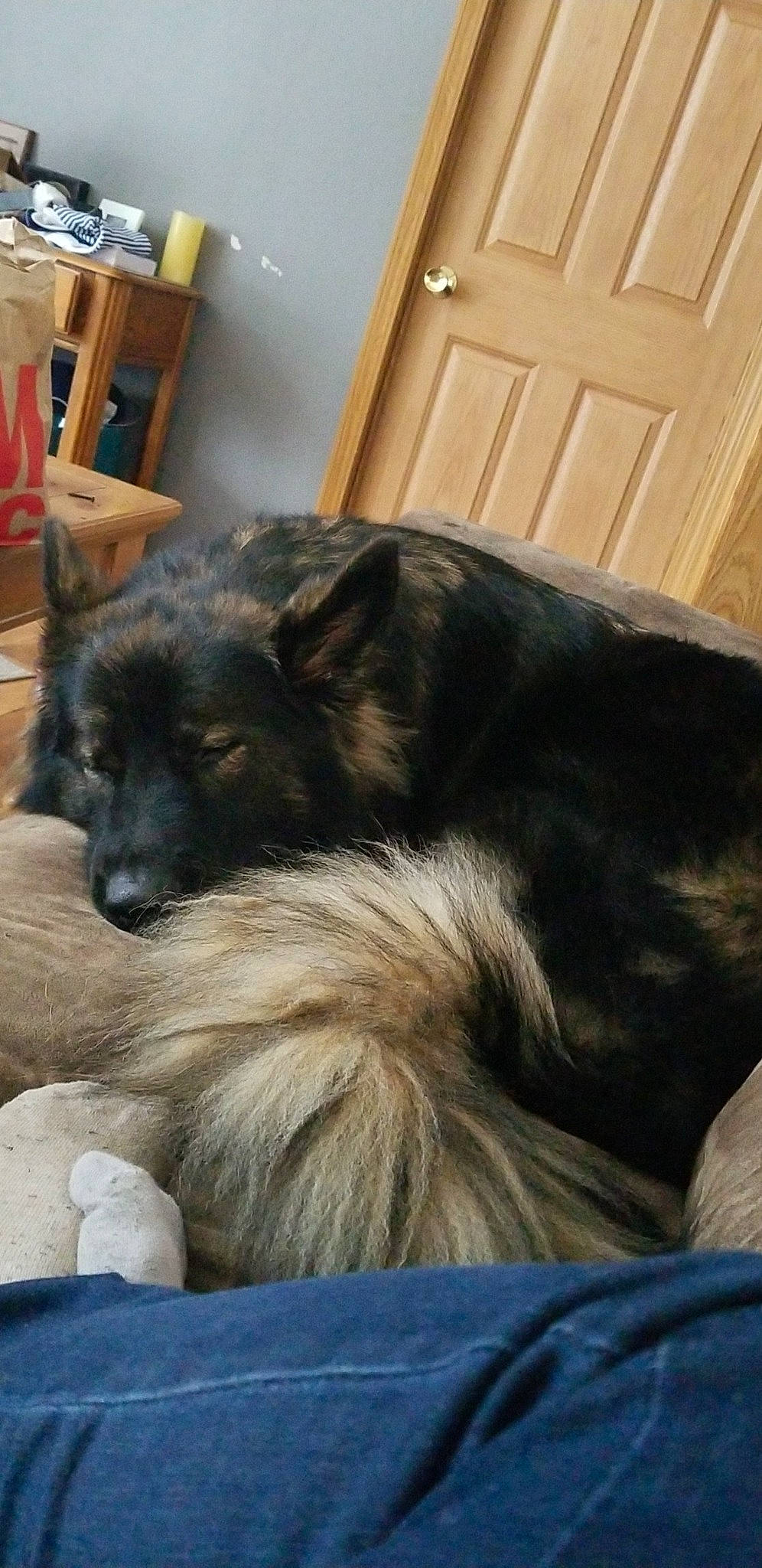 Zeus is registered to the contest to win money with this photo: canidae, carnivore, companion_dog, dog, dog_breed, puppy