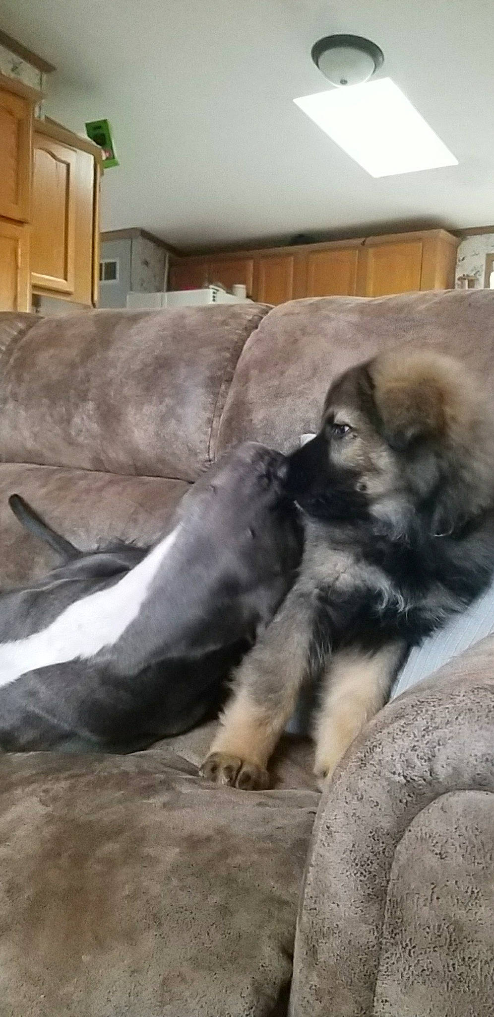 Zeus joined the competition — help win amazing prizes! canidae, carnivore, caucasian_shepherd_dog, companion_dog, dog, dog_breed, eurasier, fur, mammal, pomeranian, puppy, sarplaninac, vertebrate