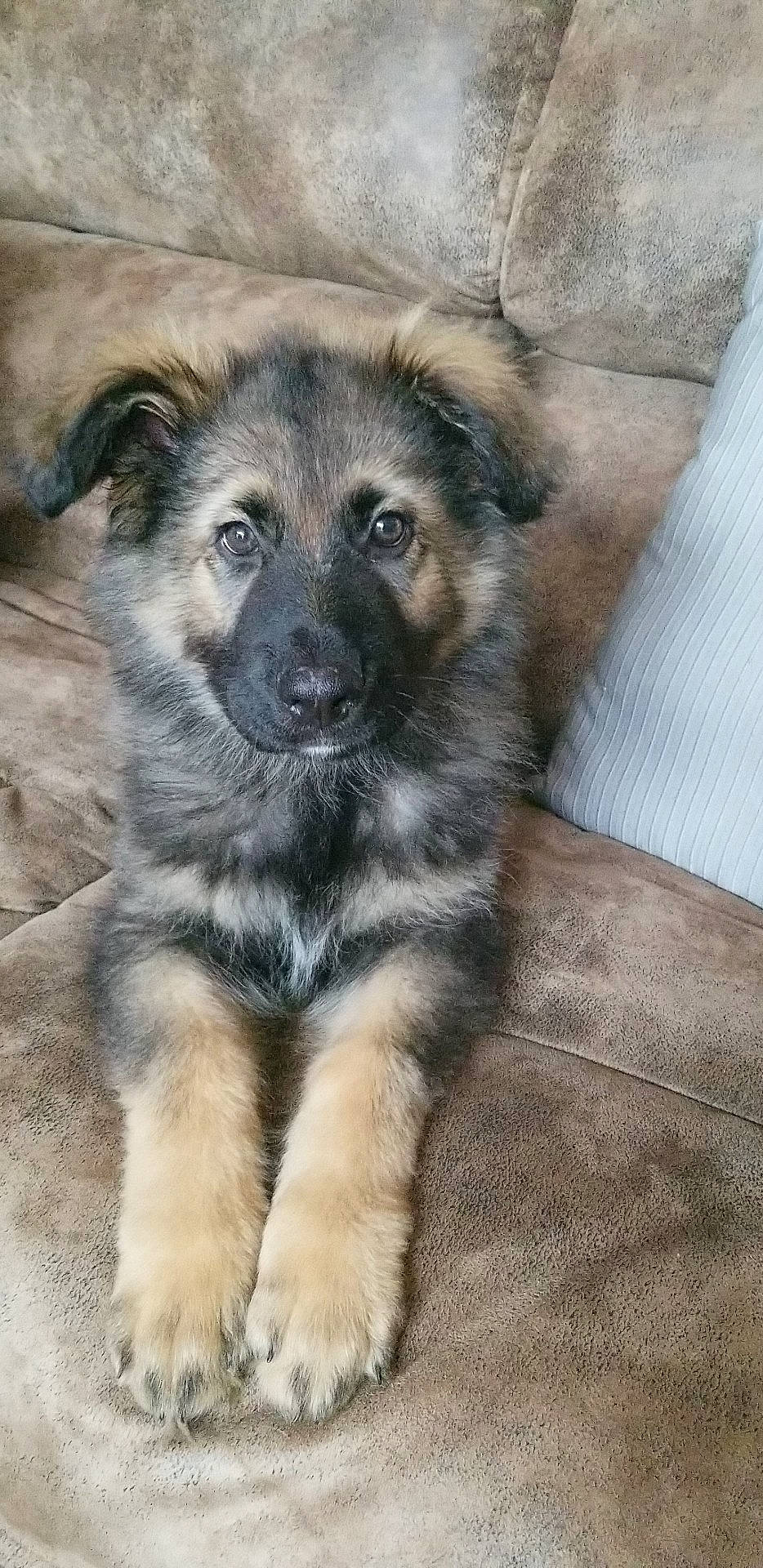 Zeus joined the competition — help win amazing prizes! canidae, carnivore, dog, dog_breed, fawn, german_shepherd_dog, mammal, puppy, rare_breed_dog, snout, vertebrate