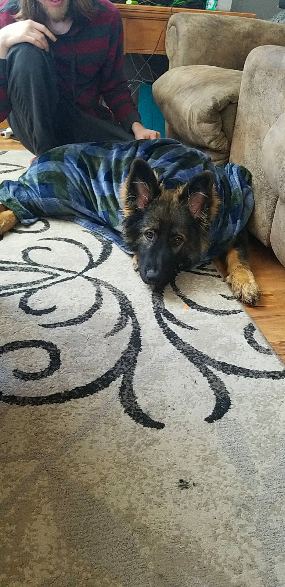 Zeus joined the competition — help win amazing prizes! canidae, carnivore, companion_dog, dog, dog_breed, fawn, german_shepherd_dog