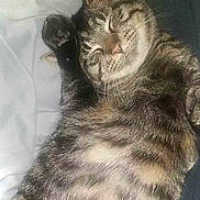 Bubba Pepper joined the competition — help win amazing prizes! cat, tabby, sleeping, paw, feline, pet, fur, whiskers, relaxed, closeup, animal, cute, cozy, domestic, resting, striped, mammal, indoor, soft, happy