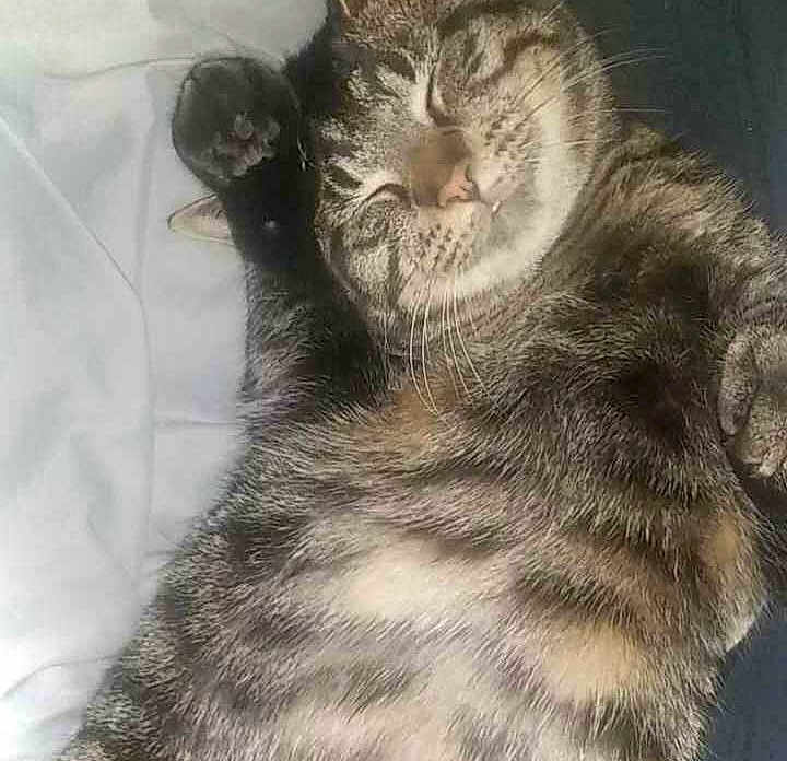 Bubba Pepper joined the competition — help win amazing prizes! cat, tabby, sleeping, paw, feline, pet, fur, whiskers, relaxed, closeup, animal, cute, cozy, domestic, resting, striped, mammal, indoor, soft, happy