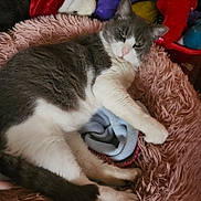 Boots joined the competition — help win amazing prizes! cat, gray_and_white, fluffy_bed, pink, plush_toys, blanket, indoor, pet, sleepy, feline, cozy, resting, animal, cute, soft_texture, domestic_cat, relaxed, fur, paw, nose