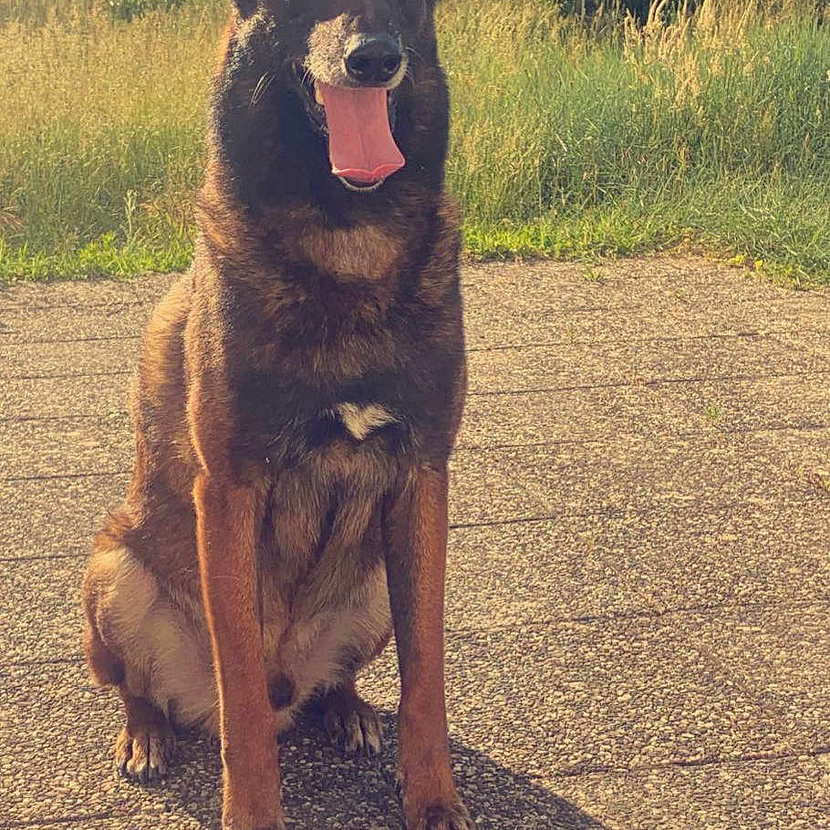 Iggins a rejoint le concours — aidez-le/la à gagner de superbes lots ! animal, bodypart, canine, dog, germanshepherd, grass, green, mouth, nature, outdoors, path, person, pet, plant, policedog, puppy, rock, tongue, tree, vegetation