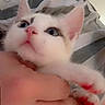 Ellie is registered to the contest to win money with this photo: american_flag, animal, blanket, blue_eyes, cat, close_up, cute, domestic_cat, fur, gray_markings, hand, indoor, kitten, paws, person, pet, pink_nose, red_stains, striped_blanket, white_fur
