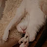 Ellie joined the competition — help win amazing prizes! animal, bed, cat, contorted_pose, cozy, cute, domestic_cat, fluffy_bed, funny_pose, fur, indoor, paw_pads, paws, pet, relaxed, resting, sleeping, tail, white_cat, wooden_floor