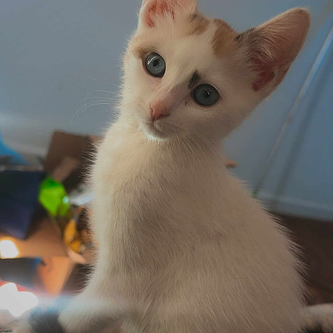 Ellie