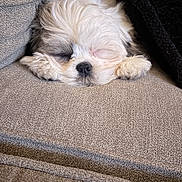 Chip is registered to the contest to win money with this photo: puppy, dog, sleeping, couch, fur, pet, cozy, indoor, resting, cute, small_dog, closeup, adorable, white_fur, brown_fur, animal, nap, soft_texture, relaxation, home