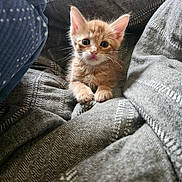Jack is registered to the contest to win money with this photo: kitten, cat, orange_kitten, pet, blanket, bedding, cozy, paws, whiskers, ears, big_eyes, fur, portrait, closeup, indoor, soft_texture, fabric, linen, cute, looking_at_camera