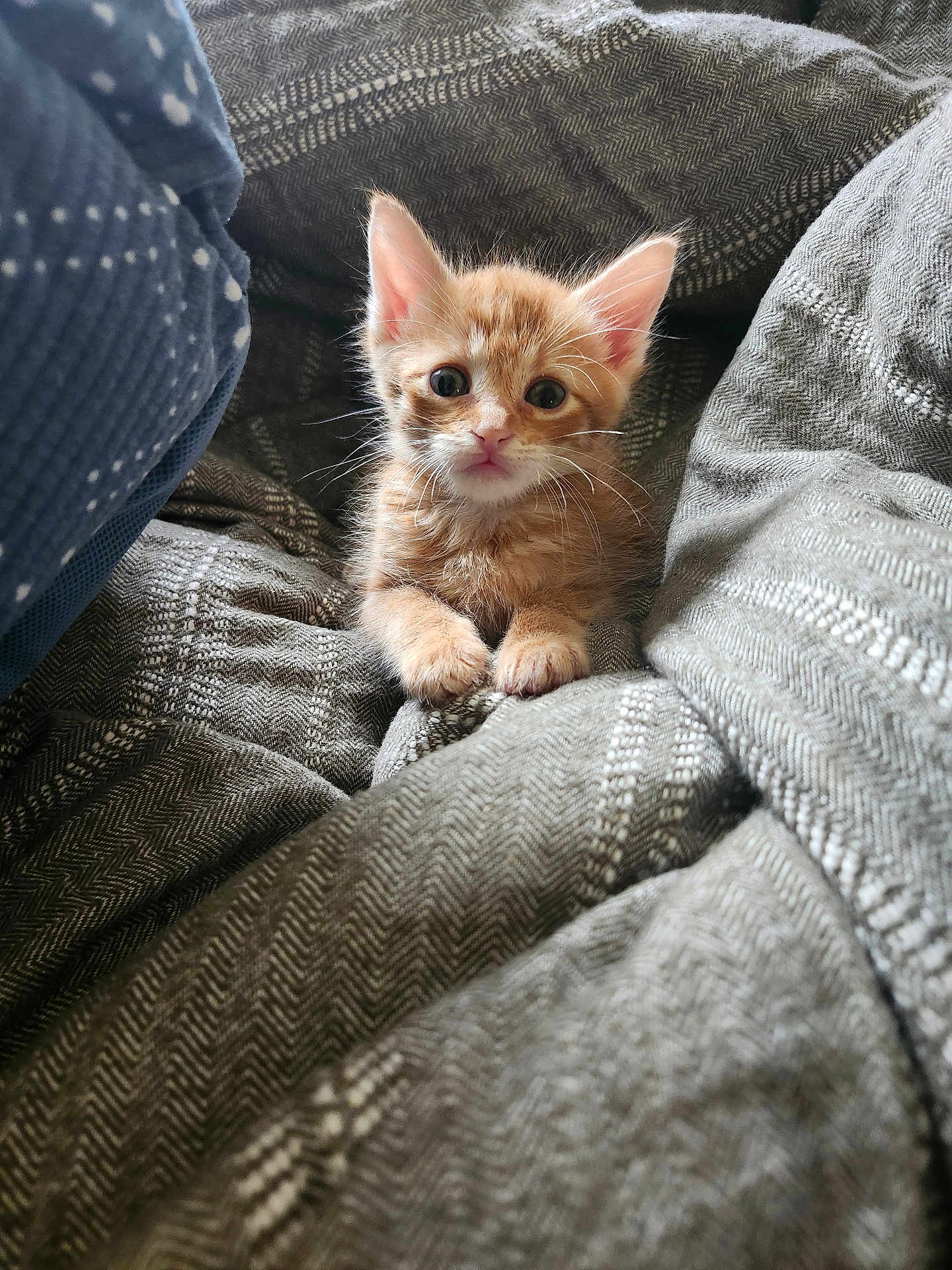 Jack is registered to the contest to win money with this photo: kitten, cat, orange_kitten, pet, blanket, bedding, cozy, paws, whiskers, ears, big_eyes, fur, portrait, closeup, indoor, soft_texture, fabric, linen, cute, looking_at_camera