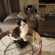 Callie is registered to the contest to win money with this photo: cat, kitten, black_and_white_cat, pet, wicker_basket, wire_mesh, table, living_room, sofa, cushion, blanket, television, furniture, indoor, cute, whiskers, eyes, sitting, home, floor
