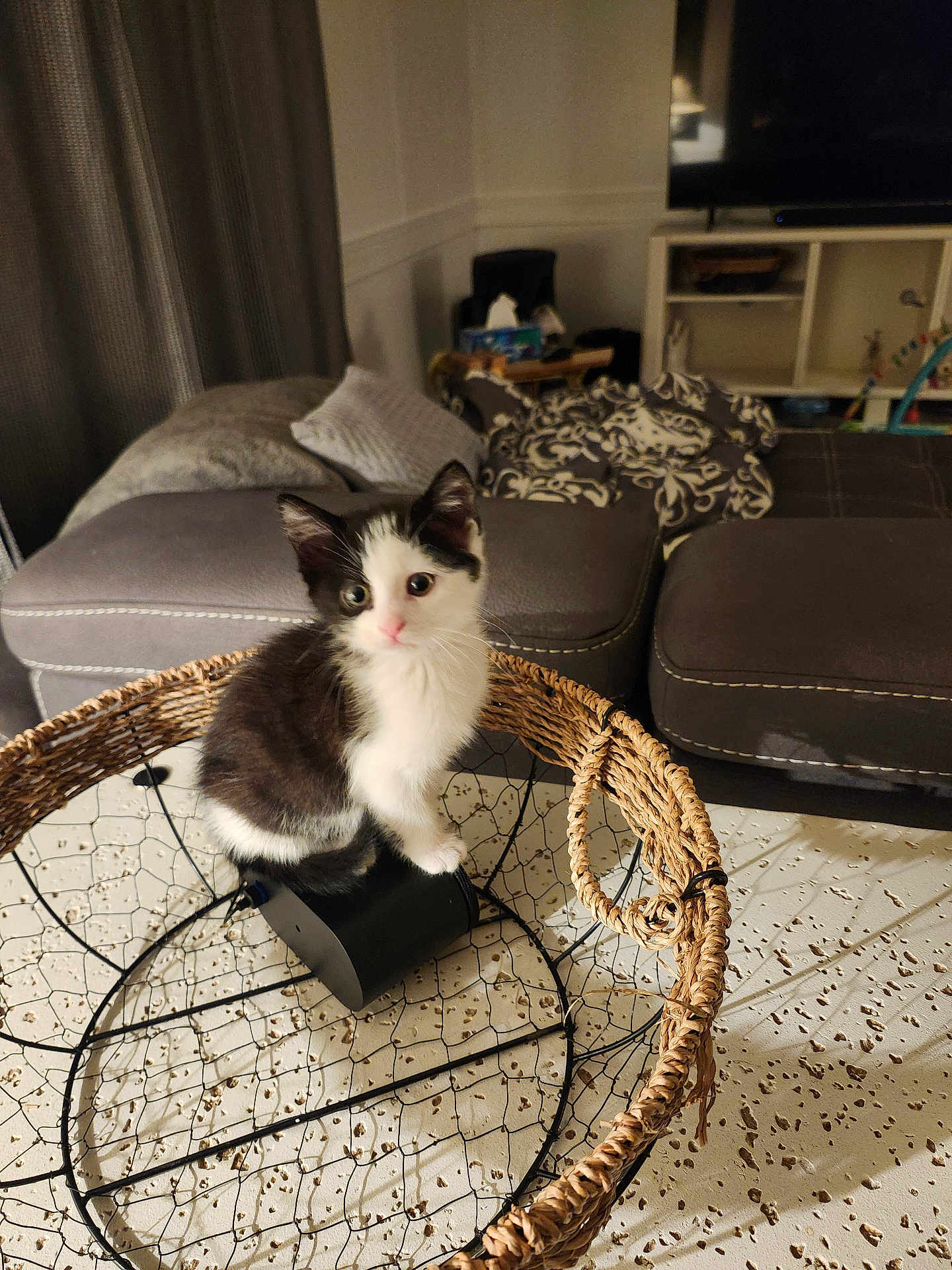 Callie is registered to the contest to win money with this photo: cat, kitten, black_and_white_cat, pet, wicker_basket, wire_mesh, table, living_room, sofa, cushion, blanket, television, furniture, indoor, cute, whiskers, eyes, sitting, home, floor