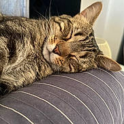 Icy a rejoint le concours — aidez-le/la à gagner de superbes lots ! animal, cat, closeup, comfort, cozy, cushion, cute, domestic, feline, fur, indoor, nap, pet, relaxed, resting, sleeping, soft, striped, tabby, whiskers