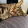 animal, cat, closeup, comfort, cozy, cushion, cute, domestic, feline, fur, indoor, nap, pet, relaxed, resting, sleeping, soft, striped, tabby, whiskers