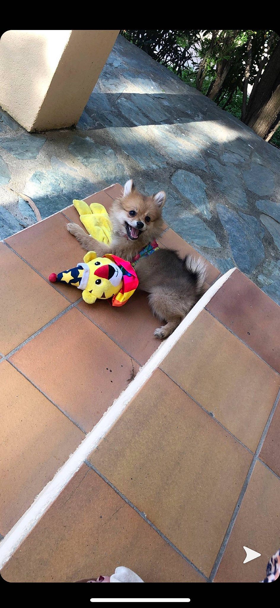 Princesse participe au concours pour gagner de l'argent avec cette photo : canidae, carnivore, companion_dog, dog, dog_breed, fawn, flooring, mammal, non_sporting_group, pomeranian, puppy, spitz, toy_dog