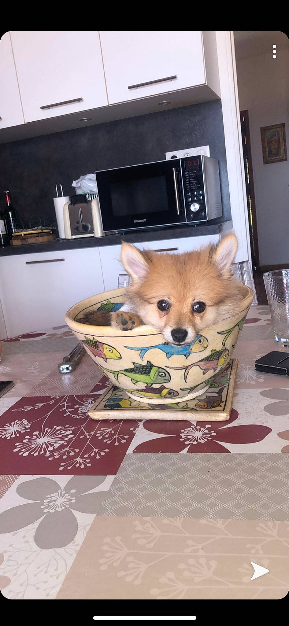 Princesse a rejoint le concours — aidez-le/la à gagner de superbes lots ! akita, akita_inu, canidae, carnivore, companion_dog, dog, dog_breed, fawn, mammal, non_sporting_group, pembroke_welsh_corgi, pomeranian, puppy, shiba_inu, spitz, toy_dog