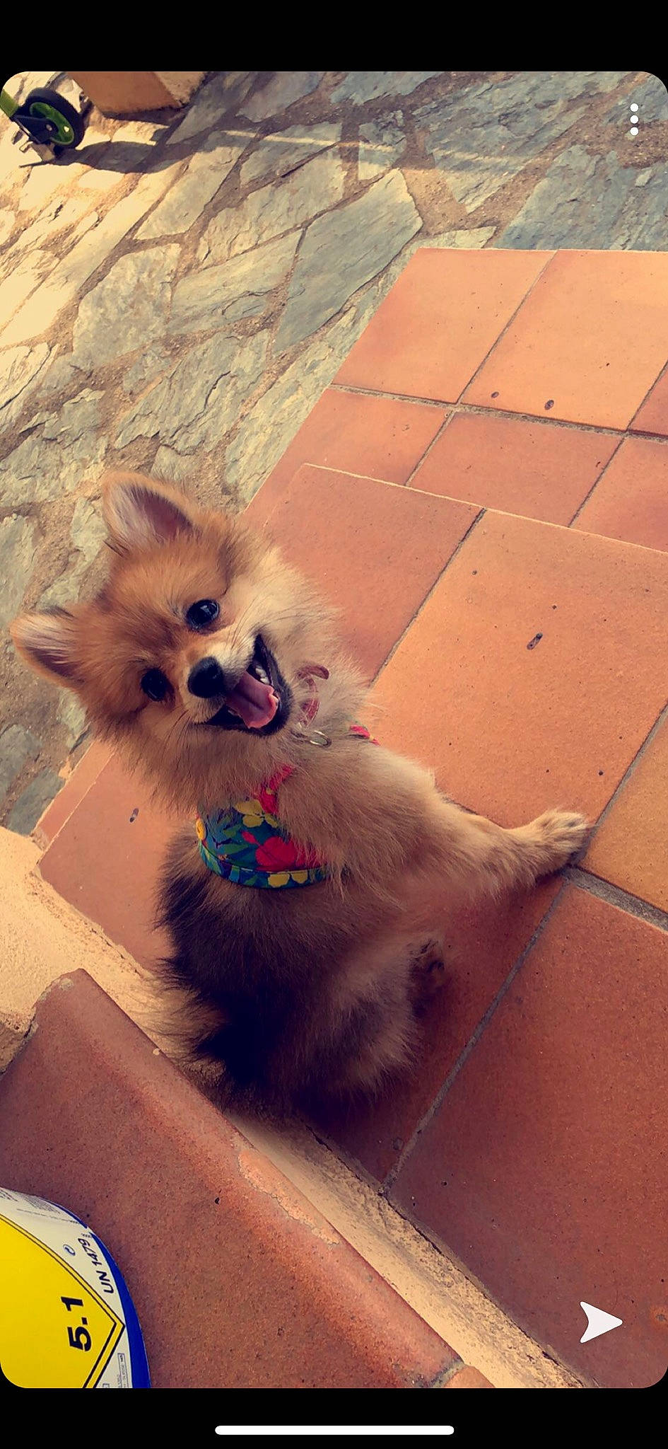 Princesse participe au concours pour gagner de l'argent avec cette photo : canidae, carnivore, companion_dog, dog, dog_breed, fawn, german_spitz, german_spitz_klein, german_spitz_mittel, mammal, non_sporting_group, pomeranian, puppy, snout, spitz, toy_dog, volpino_italiano