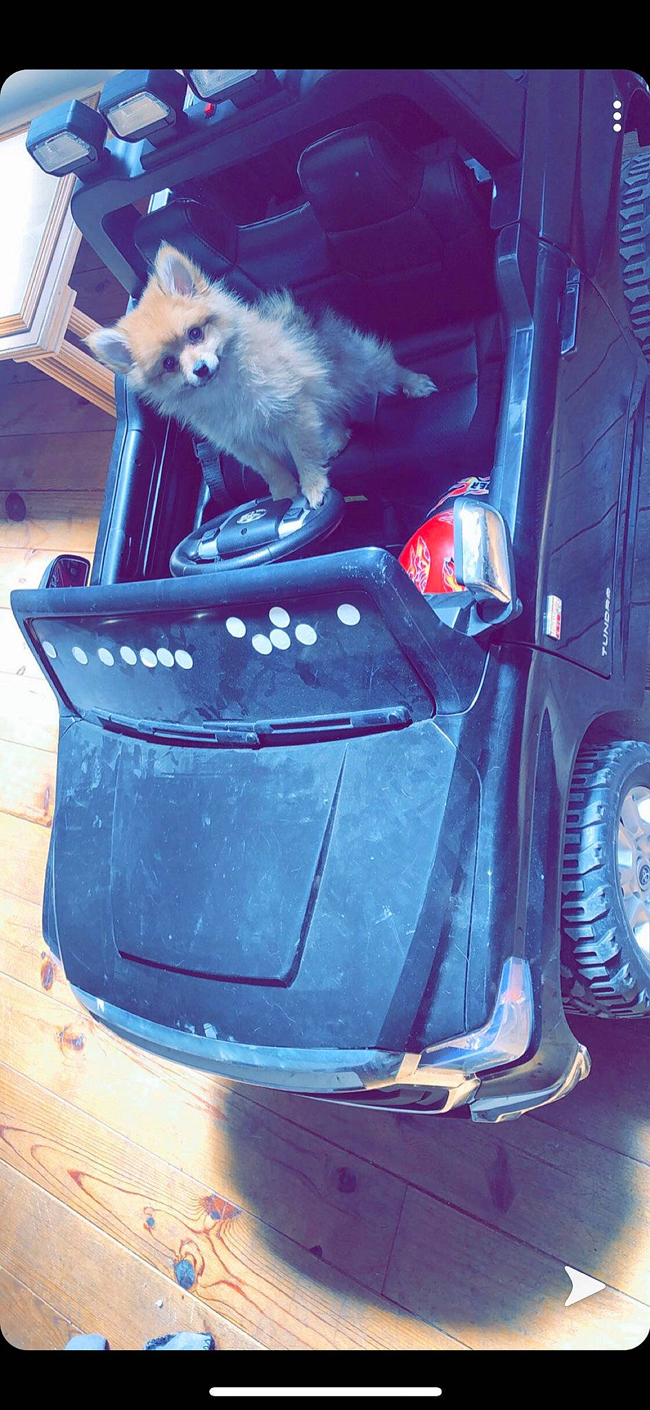 Princesse participe au concours pour gagner de l'argent avec cette photo : auto_part, automotive_exterior, automotive_lighting, bumper, car, cat, compact_car, family_car, vehicle