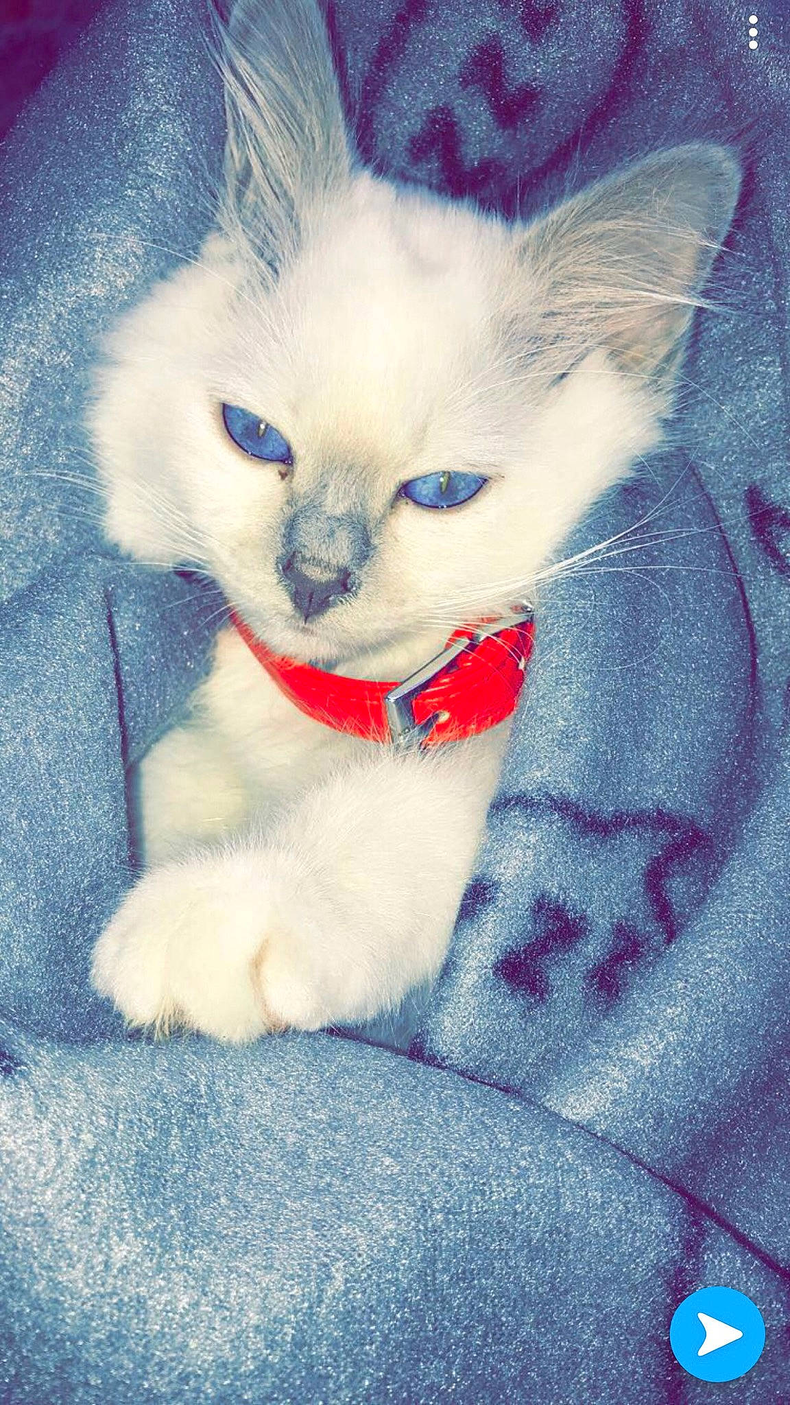 Jul participe au concours pour gagner de l'argent avec cette photo : carnivore, cat, colorpoint_shorthair, eye, felidae, khao_manee, kitten, mammal, ojos_azules, ragdoll, small_to_medium_sized_cats, tail, turkish_angora, turkish_van, whiskers