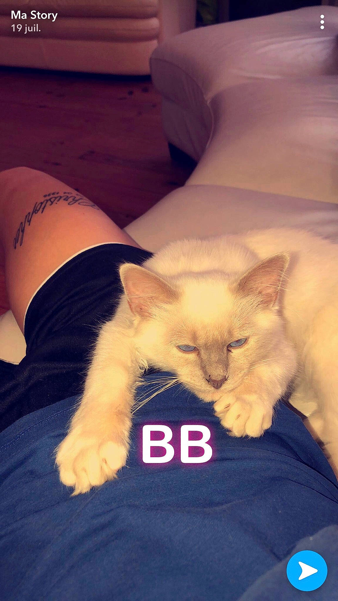 Jul participe au concours pour gagner de l'argent avec cette photo : asian, carnivore, cat, colorpoint_shorthair, ear, fawn, felidae, fur, kitten, leg, mammal, nap, paw, ragdoll, skin, small_to_medium_sized_cats, turkish_angora, whiskers