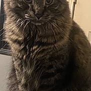 Nemo is registered to the contest to win money with this photo: cat, tabby, feline, pet, indoor, fur, whiskers, animal, portrait, household, curious, sitting, closeup, domestic, furniture, cozy, brown, striped, ears, eyes