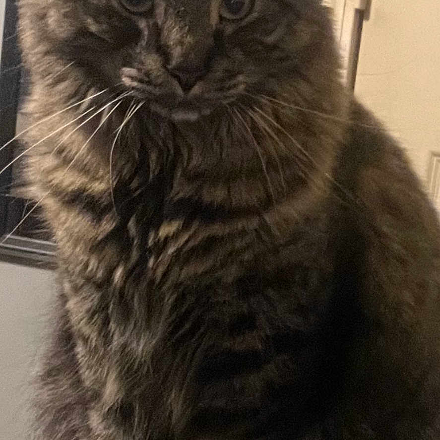 Nemo is registered to the contest to win money with this photo: animal, brown, cat, closeup, cozy, curious, domestic, ears, eyes, feline, fur, furniture, household, indoor, pet, portrait, sitting, striped, tabby, whiskers