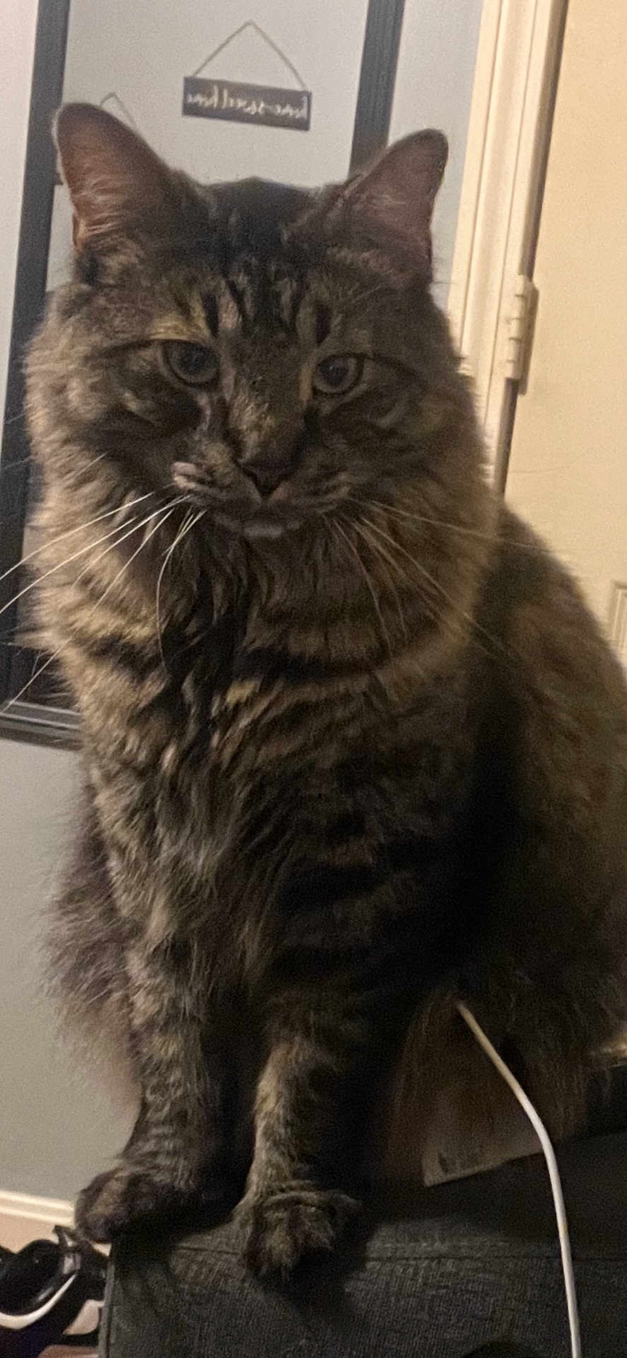 Nemo