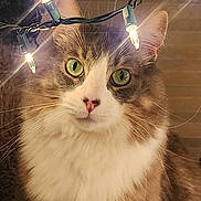 Grinder joined the competition — help win amazing prizes! cat, green_eyes, fluffy, whiskers, string_lights, holiday_lights, indoor, pet, cute, fur, close_up, portrait, animal, domestic_cat, tabby, white_fur, brown_fur, pink_nose, ears, calm