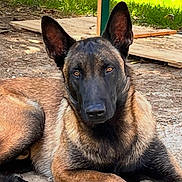 Spike a rejoint le concours — aidez-le/la à gagner de superbes lots ! dog, belgian_malinois, animal, pet, outdoor, ears, face, fur, resting, brown, black, grass, wood, ground, alert, canine, nature, portrait, laying, watchful