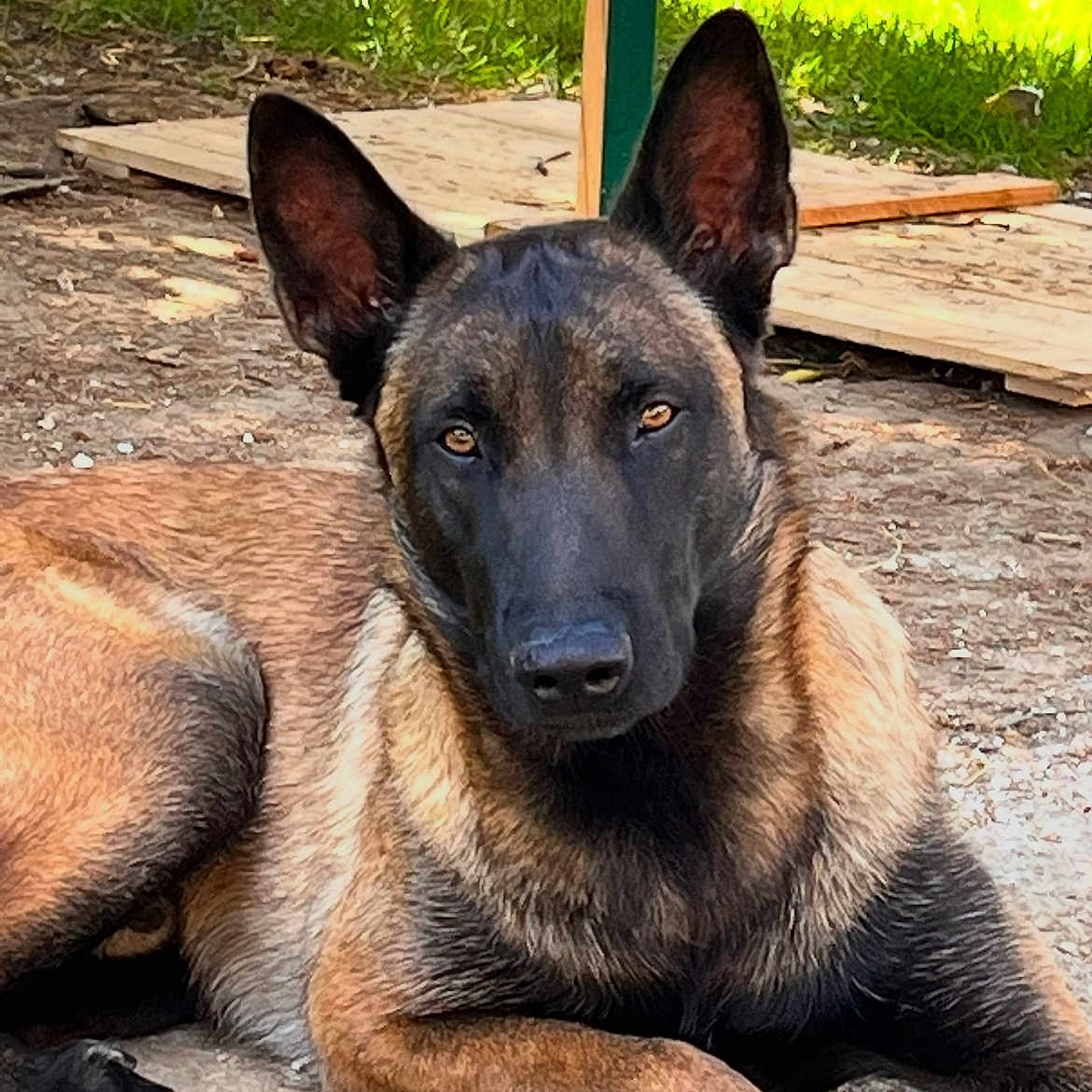 Spike a rejoint le concours — aidez-le/la à gagner de superbes lots ! dog, belgian_malinois, animal, pet, outdoor, ears, face, fur, resting, brown, black, grass, wood, ground, alert, canine, nature, portrait, laying, watchful