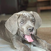 Satan a rejoint le concours — aidez-le/la à gagner de superbes lots ! animal, canine, close_up, cute, dog, domestic_animal, ears, expression, floor, front_paws, gray, indoor, lying_down, mammal, pet, playful, puppy, tile_floor, tongue_out, young_dog