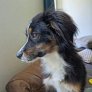 Meïko participe au concours pour gagner de l'argent avec cette photo : animal, black, brown, calm, canine, close_up, companion, couch, dog, domestic_animal, fluffy, fur, indoor, looking_away, natural_light, pet, portrait, seated, side_profile, white