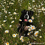 Marylou participe au concours pour gagner de l'argent avec cette photo : dog, black_and_white, daisies, flowers, field, grass, outdoor, nature, sunlight, tongue_out, pet, canine, spring, summer, greenery, animal, happy, sitting, flora, daytime