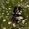 dog, black_and_white, daisies, flowers, field, grass, outdoor, nature, sunlight, tongue_out, pet, canine, spring, summer, greenery, animal, happy, sitting, flora, daytime