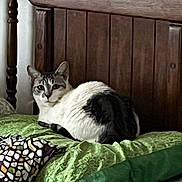 Oreo is registered to the contest to win money with this photo: cat, animal, pet, bed, blanket, quilt, wooden_headboard, resting, indoor, feline, white_and_black, fur, cozy, domestic, sleepy, comfort, home, relaxing, quiet, quiet_moment