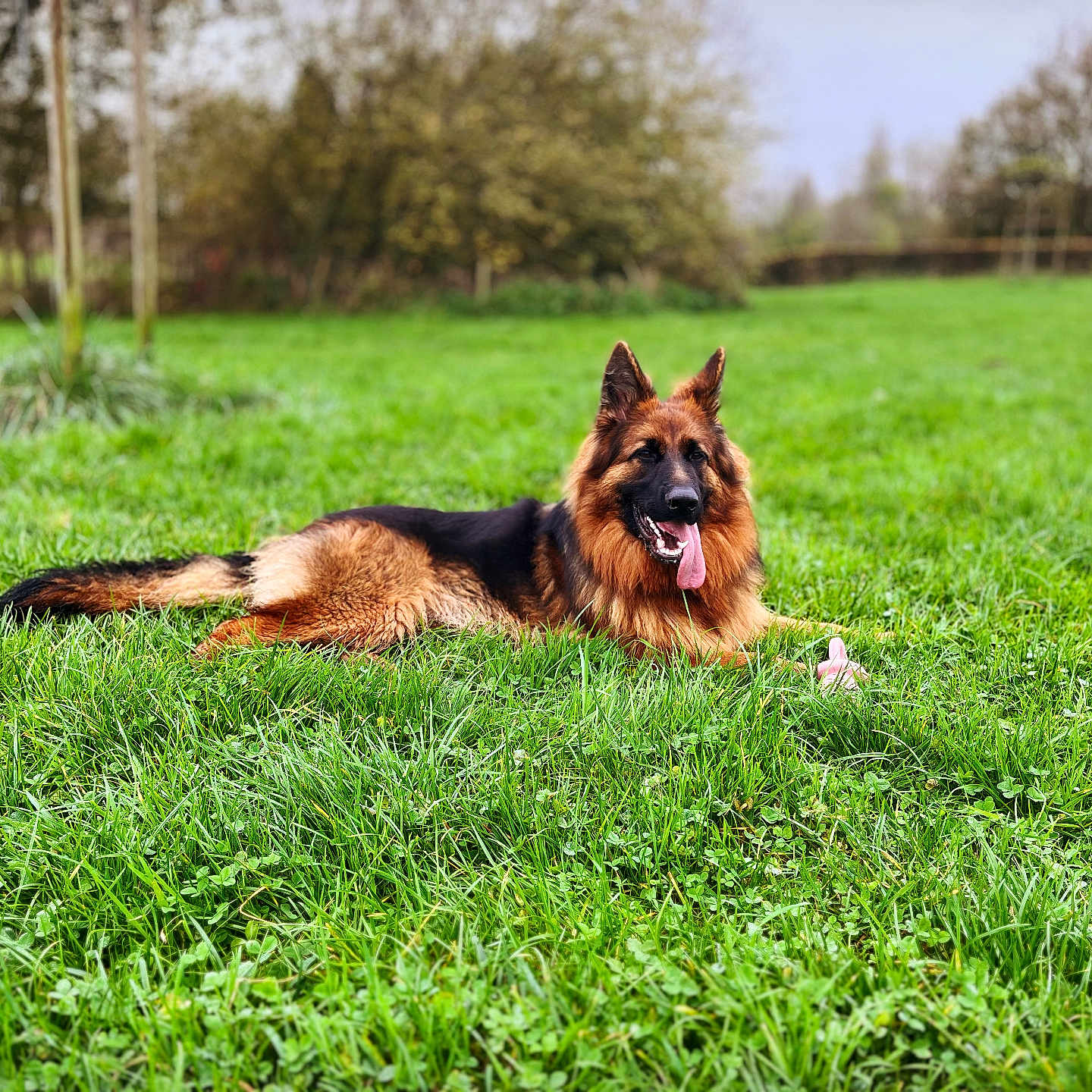 Vaya a rejoint le concours — aidez-le/la à gagner de superbes lots ! animal, canine, countryside, dog, field, germanshepherd, grass, grassland, green, lawn, meadow, nature, outdoors, pet, plant, policedog, puppy, terrier, tree, yard
