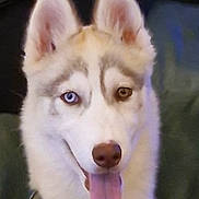 Bella a rejoint le concours — aidez-le/la à gagner de superbes lots ! dog, husky, siberian_husky, pet, animal, canine, portrait, close_up, face, blue_eye, brown_eye, heterochromia, tongue_out, pointed_ears, harness, collar, fluffy, white_fur, indoor, sitting