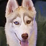 dog, husky, siberian_husky, pet, animal, canine, portrait, close_up, face, blue_eye, brown_eye, heterochromia, tongue_out, pointed_ears, harness, collar, fluffy, white_fur, indoor, sitting
