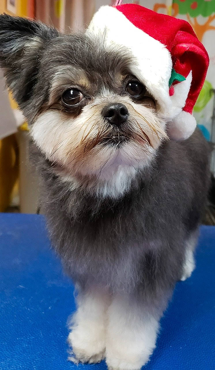 Bella joined the competition — help win amazing prizes! canidae, carnivore, chinese_imperial_dog, companion_dog, dog, dog_breed, lhasa_apso, lowchen, maltepoo, mammal, morkie, non_sporting_group, puppy, rare_breed_dog, shih_tzu, snout, sporting_group, toy_dog, vertebrate, whiskers