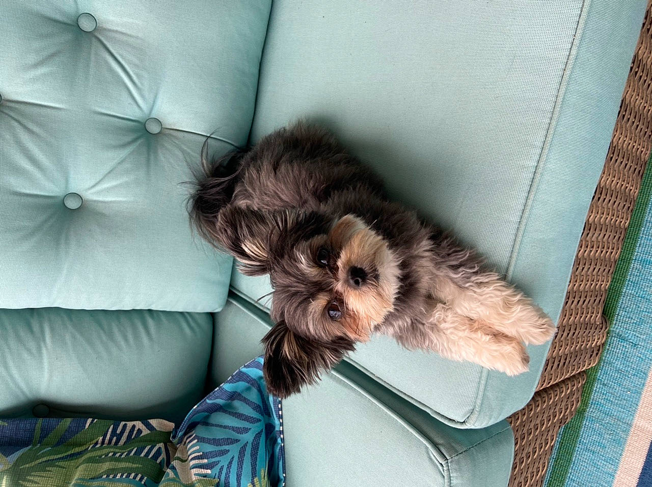 Bella is registered to the contest to win money with this photo: canidae, carnivore, cat, companion_dog, dog, dog_breed, felidae, fur, kitten, puppy, skin, small_to_medium_sized_cats, sporting_group, terrier, whiskers, yorkshire_terrier