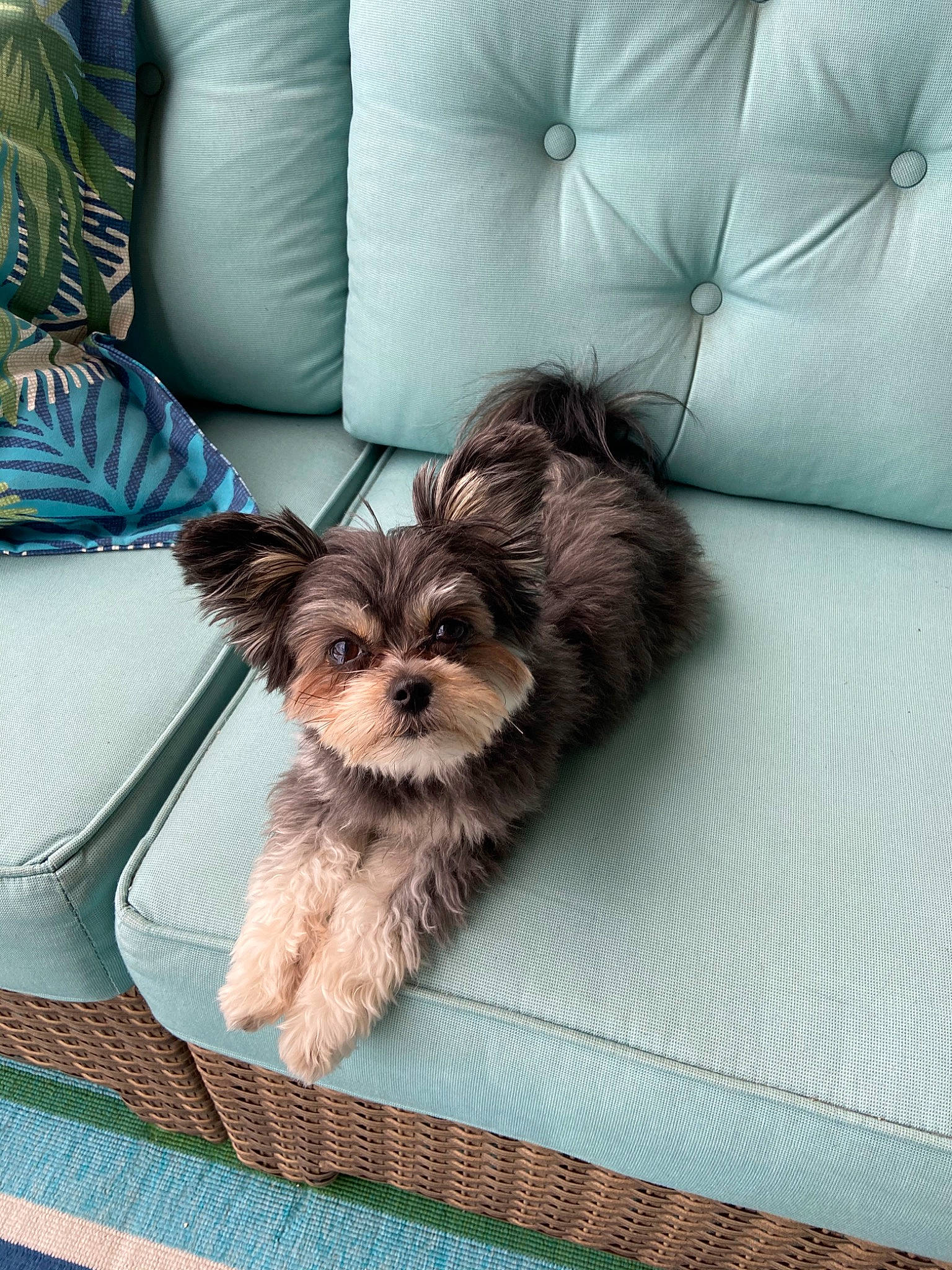 Bella is registered to the contest to win money with this photo: bed, biewer_terrier, bolonka, canidae, carnivore, chinese_imperial_dog, companion_dog, dog, dog_breed, maltepoo, mammal, morkie, puppy, rare_breed_dog, shih_tzu, small_terrier, terrier, toy_dog, yorkipoo, yorkshire_terrier