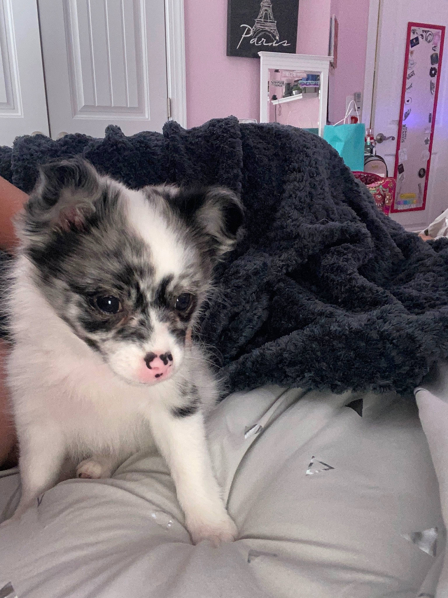 Pepper joined the competition — help win amazing prizes! canidae, carnivore, cat, companion_dog, dog, dog_breed, ear, eye, felidae, fur, iris, kitten, mammal, nose, puppy, skin, small_to_medium_sized_cats, sporting_group, vertebrate, whiskers