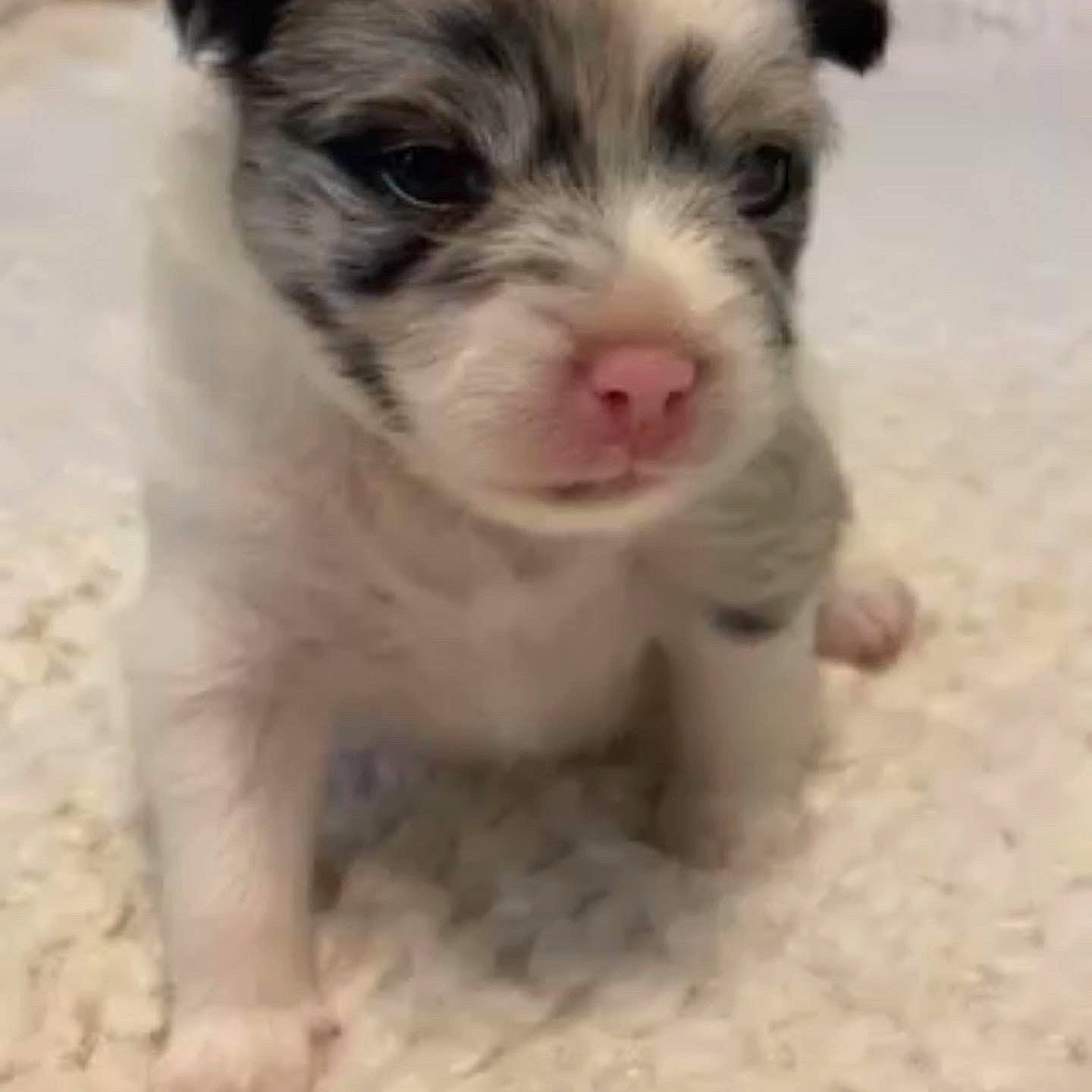 Pepper is registered to the contest to win money with this photo: bolonka, cairn_terrier, canidae, carnivore, dog, dog_breed, eye, havanese, mammal, morkie, nose, puppy, rare_breed_dog, snout, street_dog, vertebrate