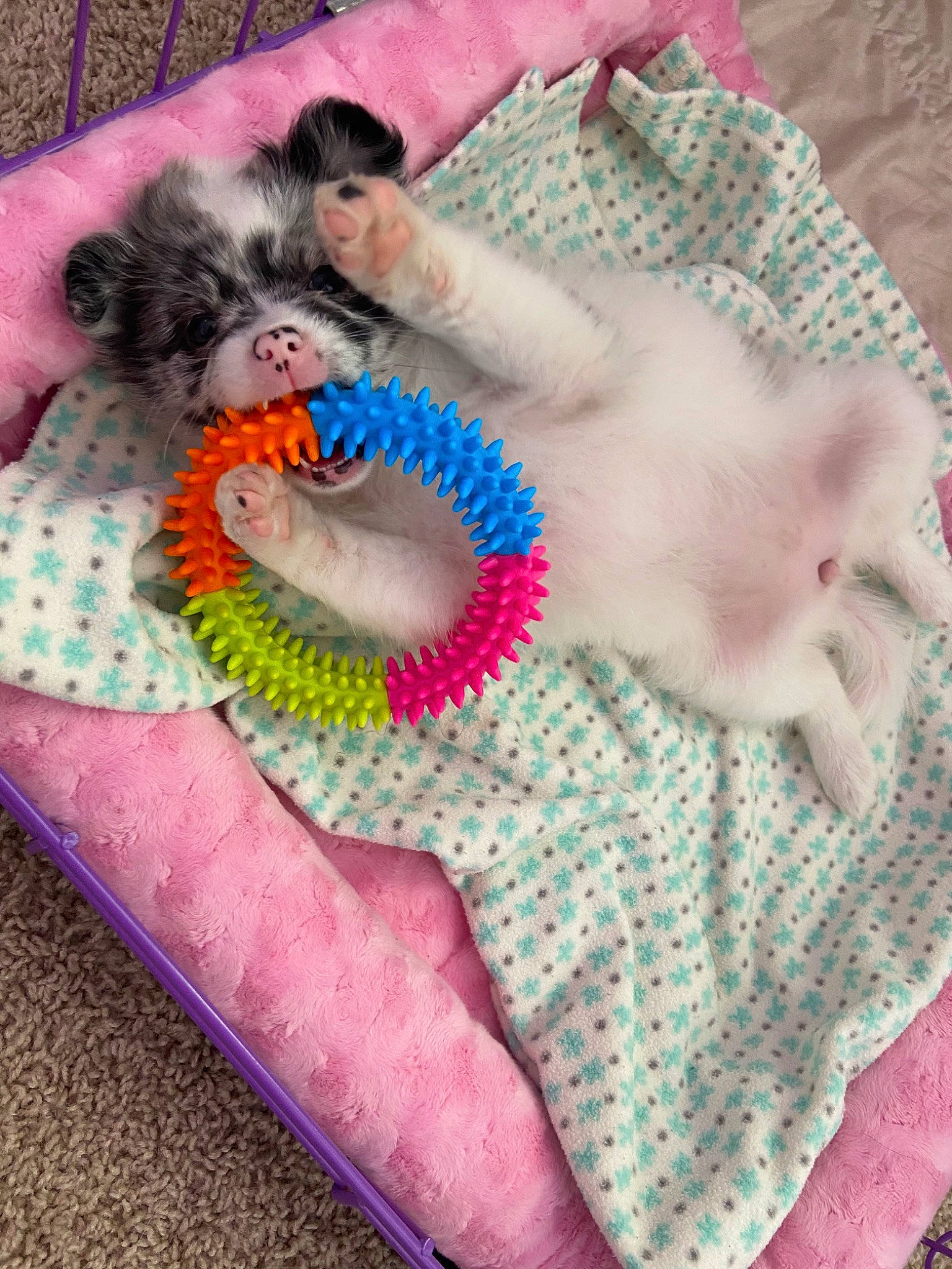 Pepper is registered to the contest to win money with this photo: baby, baby_products, baby_toys, bed_sheet, blanket, canidae, child, crochet, knitting, linens, nap, pink, product, sleep, textile, toy, wool