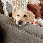 Willow is registered to the contest to win money with this photo: animal, architecture, building, canine, couch, cushion, dog, furniture, goldenretriever, homedecor, hound, indoors, interiordesign, labradorretriever, livingroom, person, pet, puppy, room, sleeping